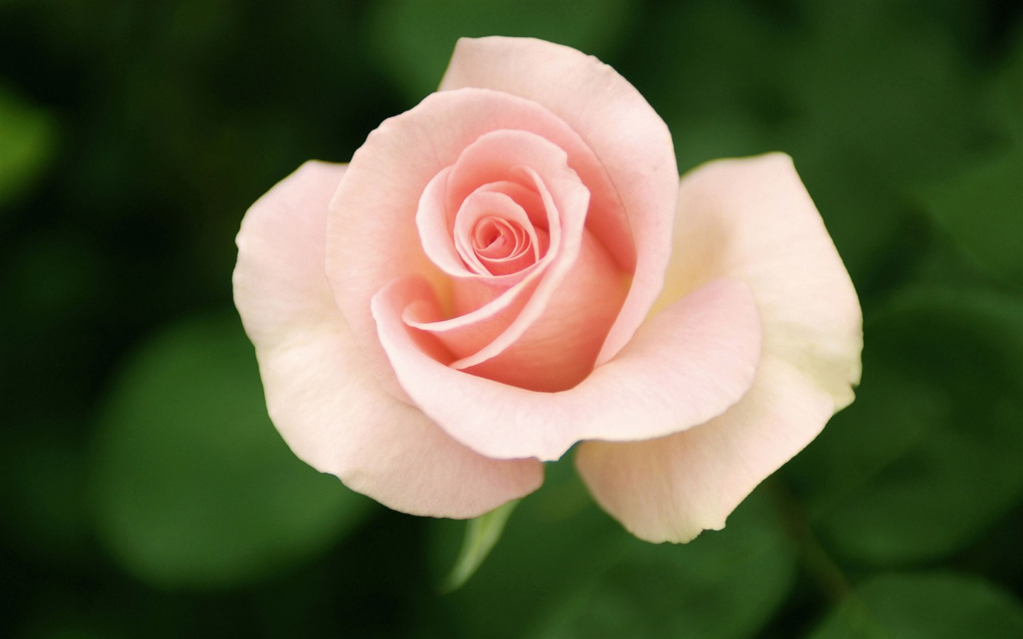 Большой Роуз Фото обои (4) #8 - 1440x900