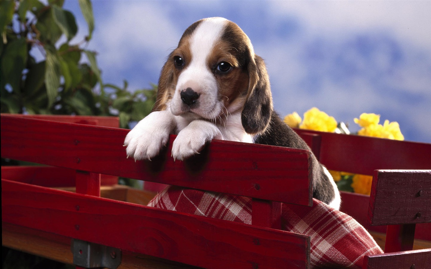 Puppy Photo HD wallpapers (7) #17 - 1440x900