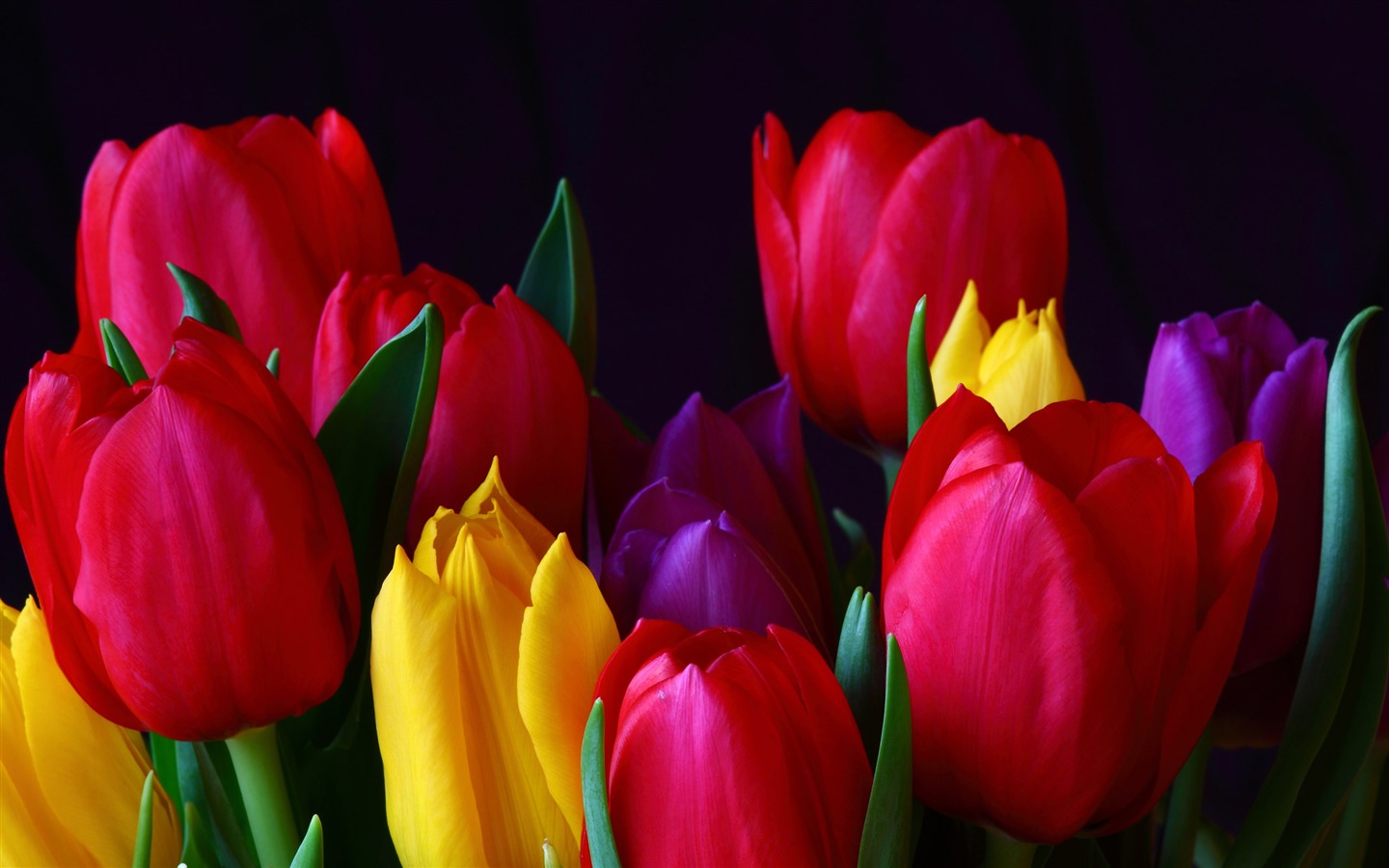 Velký tulipán tapety (1) #1 - 1440x900