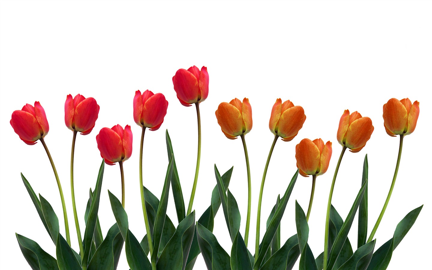 Velký tulipán tapety (1) #8 - 1440x900