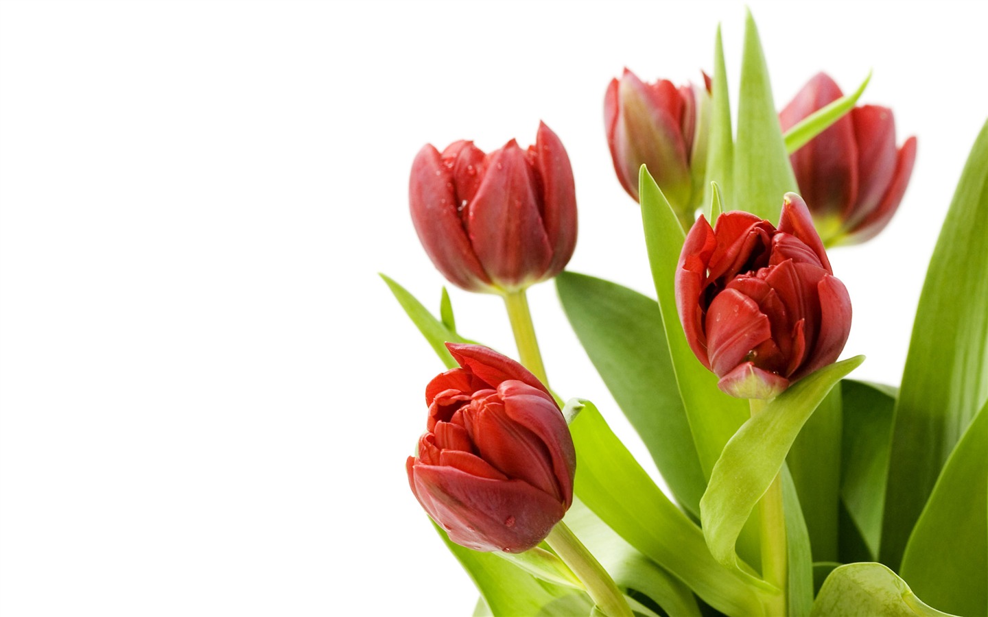 Velký tulipán tapety (1) #14 - 1440x900