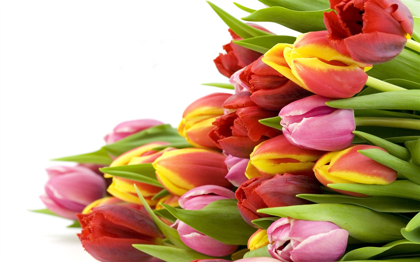 Velký tulipán tapety (1) #18 - 1440x900