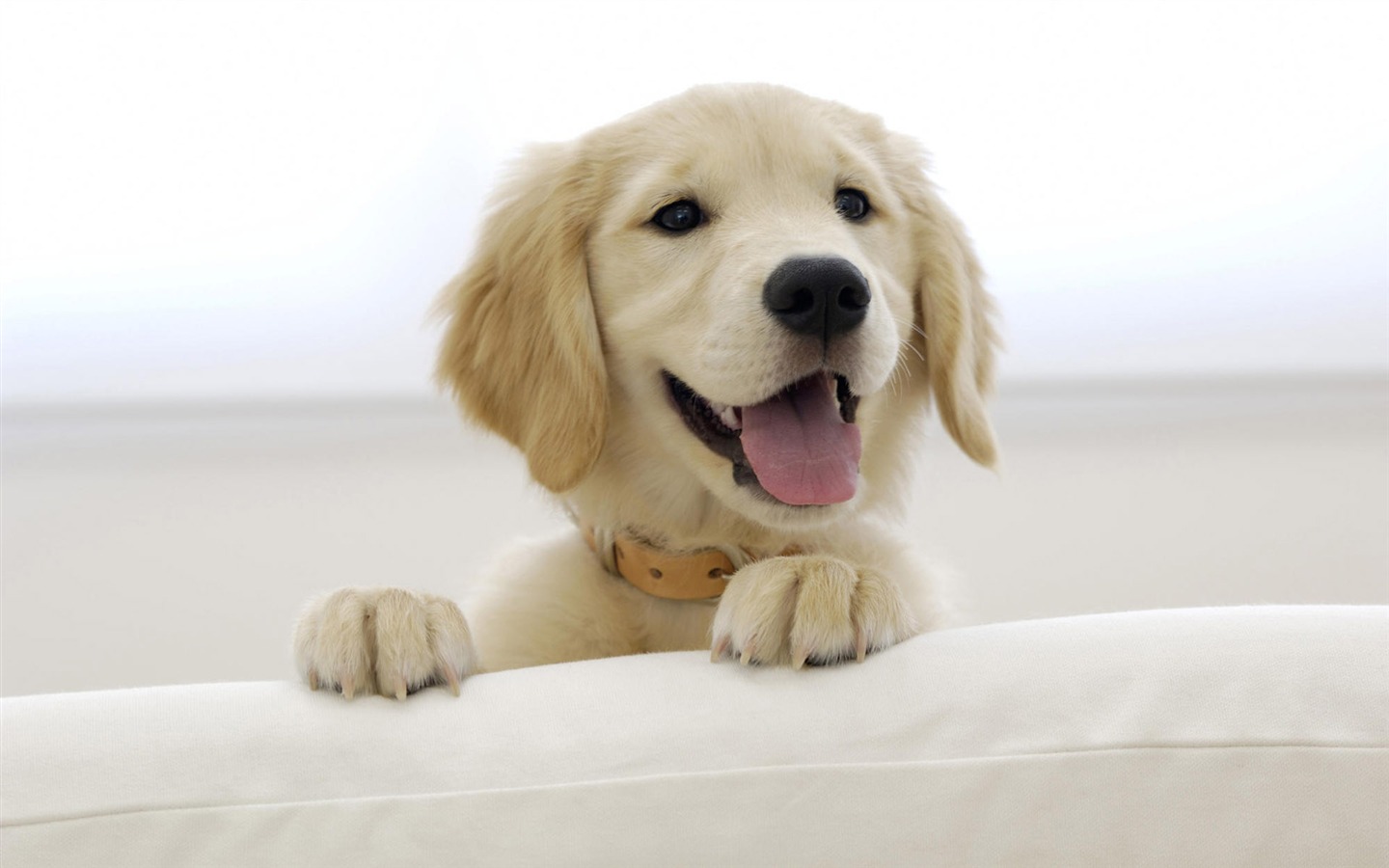 Puppy Photo HD wallpapers (8) #16 - 1440x900