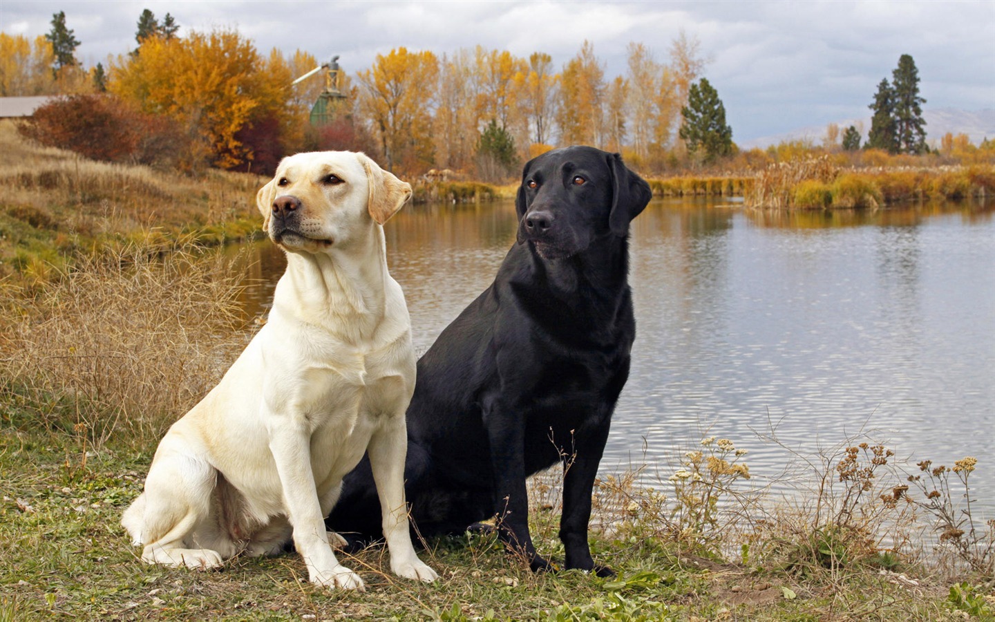 年子犬写真のHD壁紙(8) #20 - 1440x900