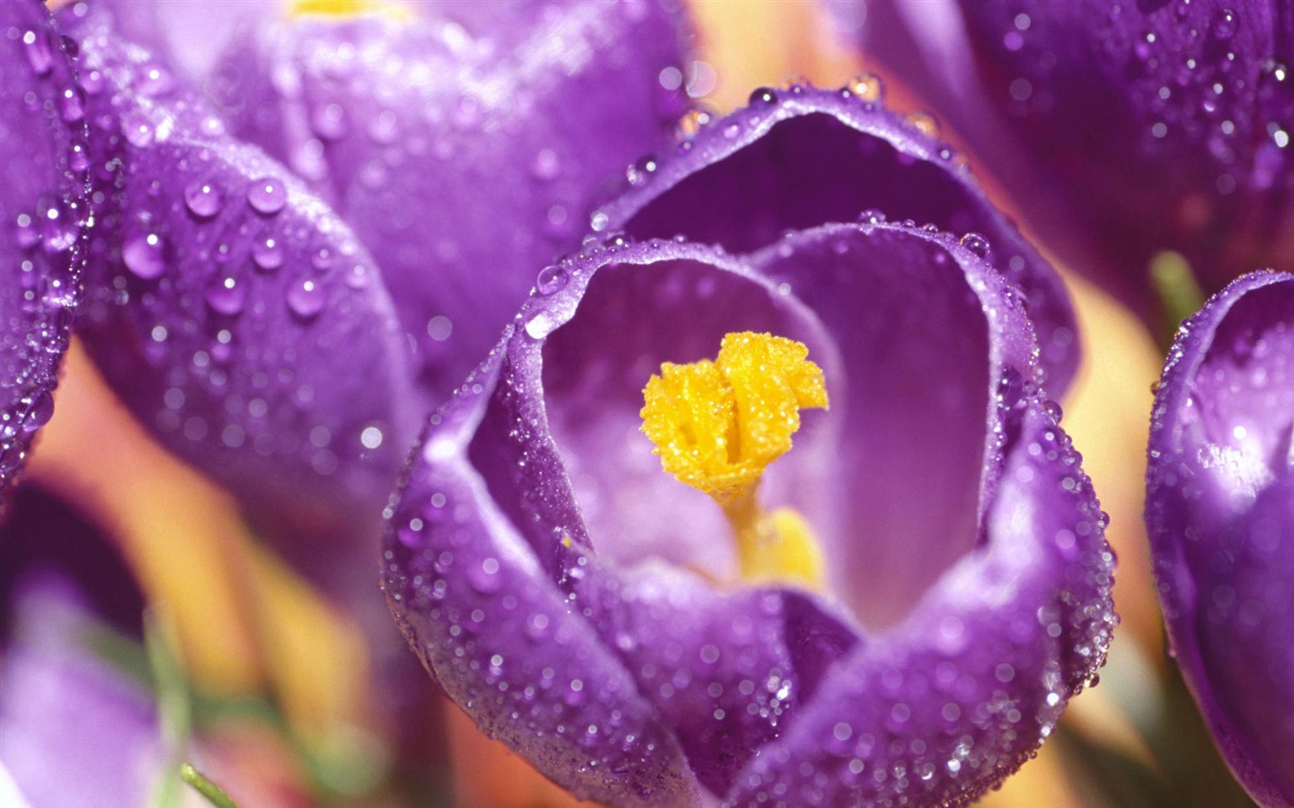 Širokoúhlý tapety květiny close-up (1) #4 - 1440x900