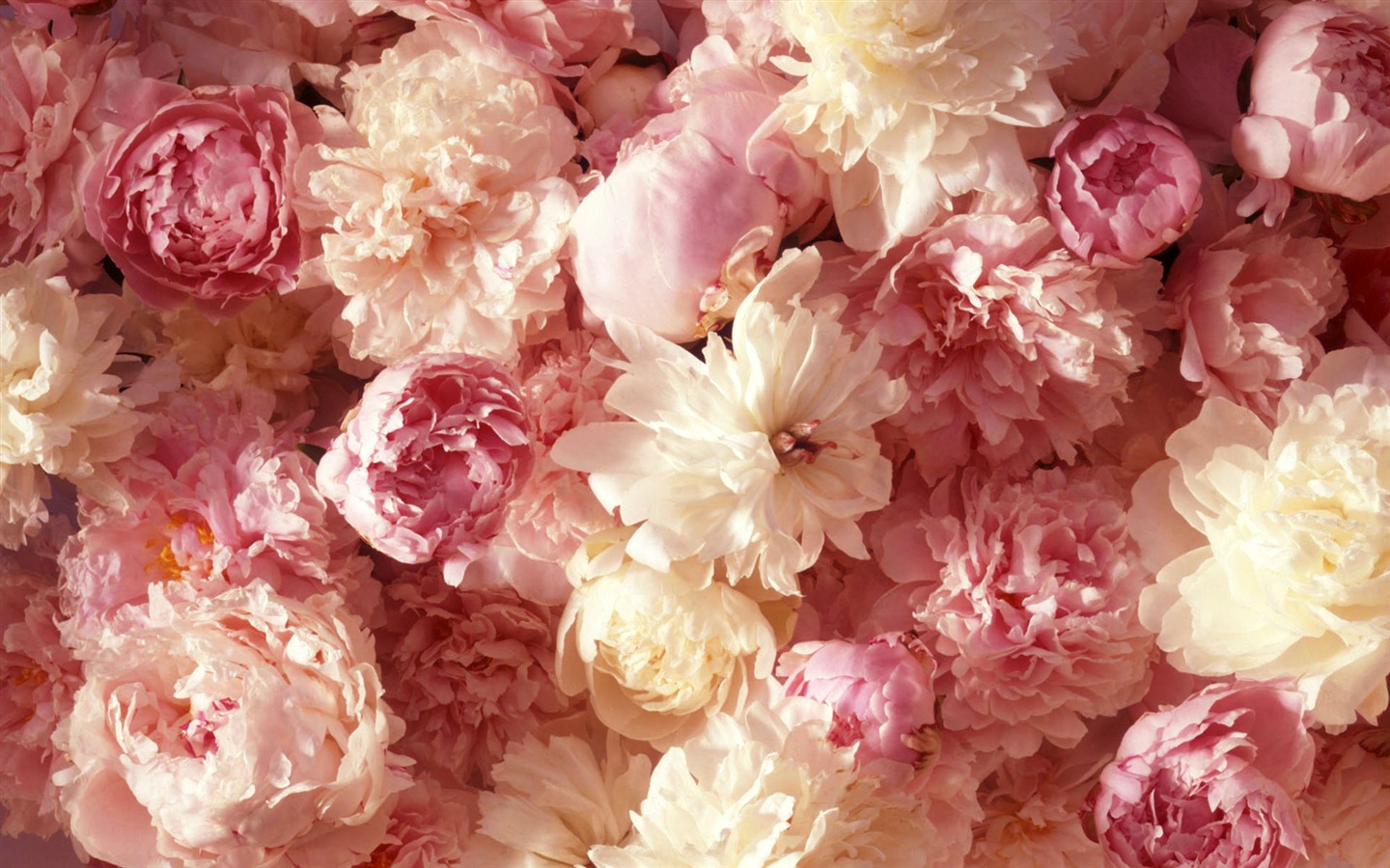 Širokoúhlý tapety květiny close-up (1) #5 - 1440x900