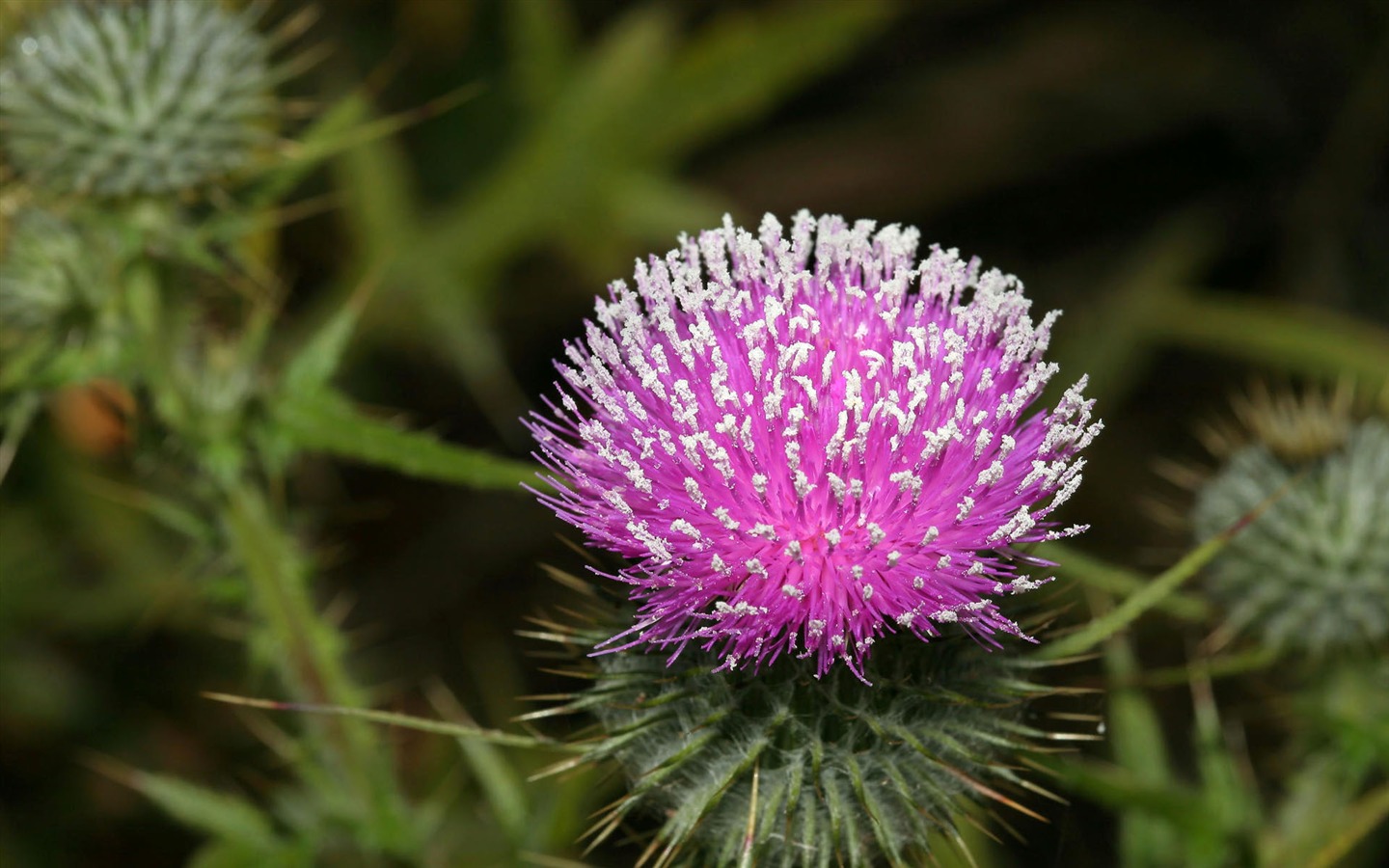 Widescreen-Wallpaper Blumen close-up (1) #13 - 1440x900