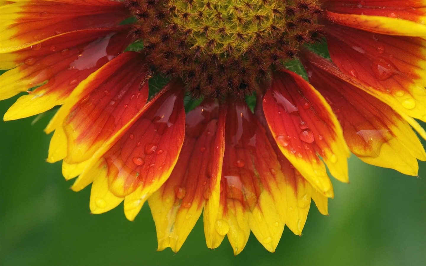 fleurs fond d'écran Widescreen close-up (1) #14 - 1440x900