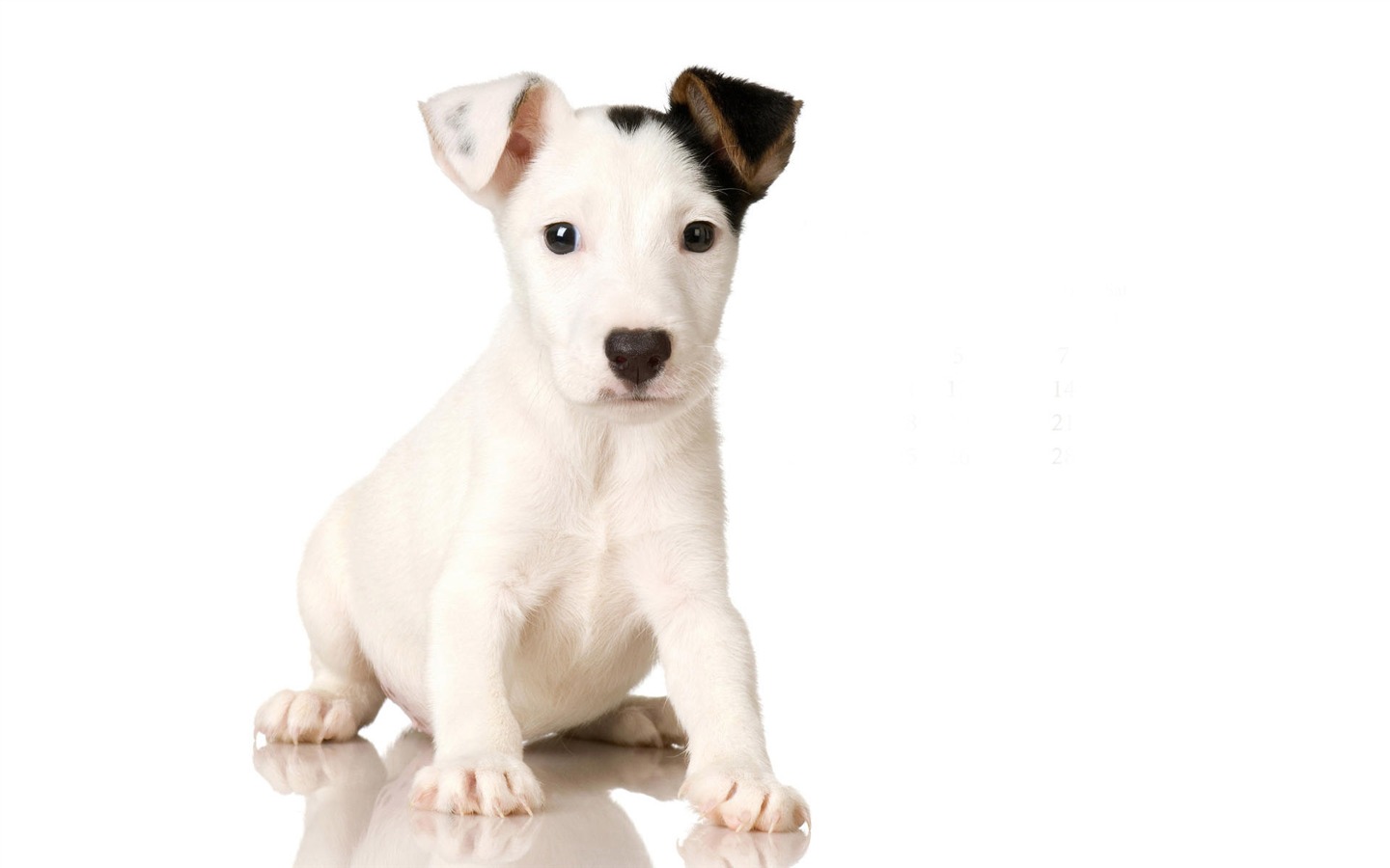 Puppy Photo HD wallpapers (9) #5 - 1440x900