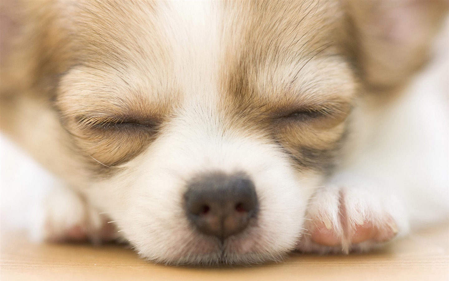 Puppy Photo HD wallpapers (9) #9 - 1440x900