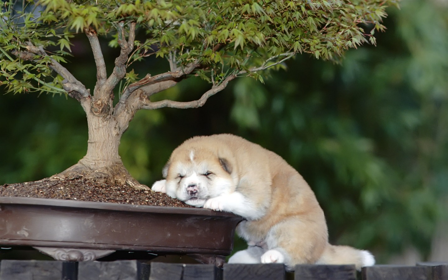 Puppy Photo HD wallpapers (9) #11 - 1440x900