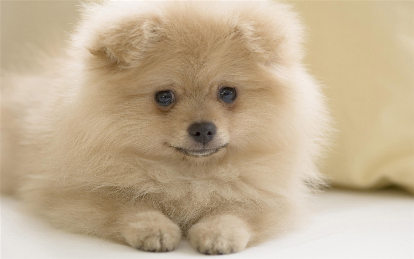 Puppy Photo HD wallpapers (10) #12 - 1440x900