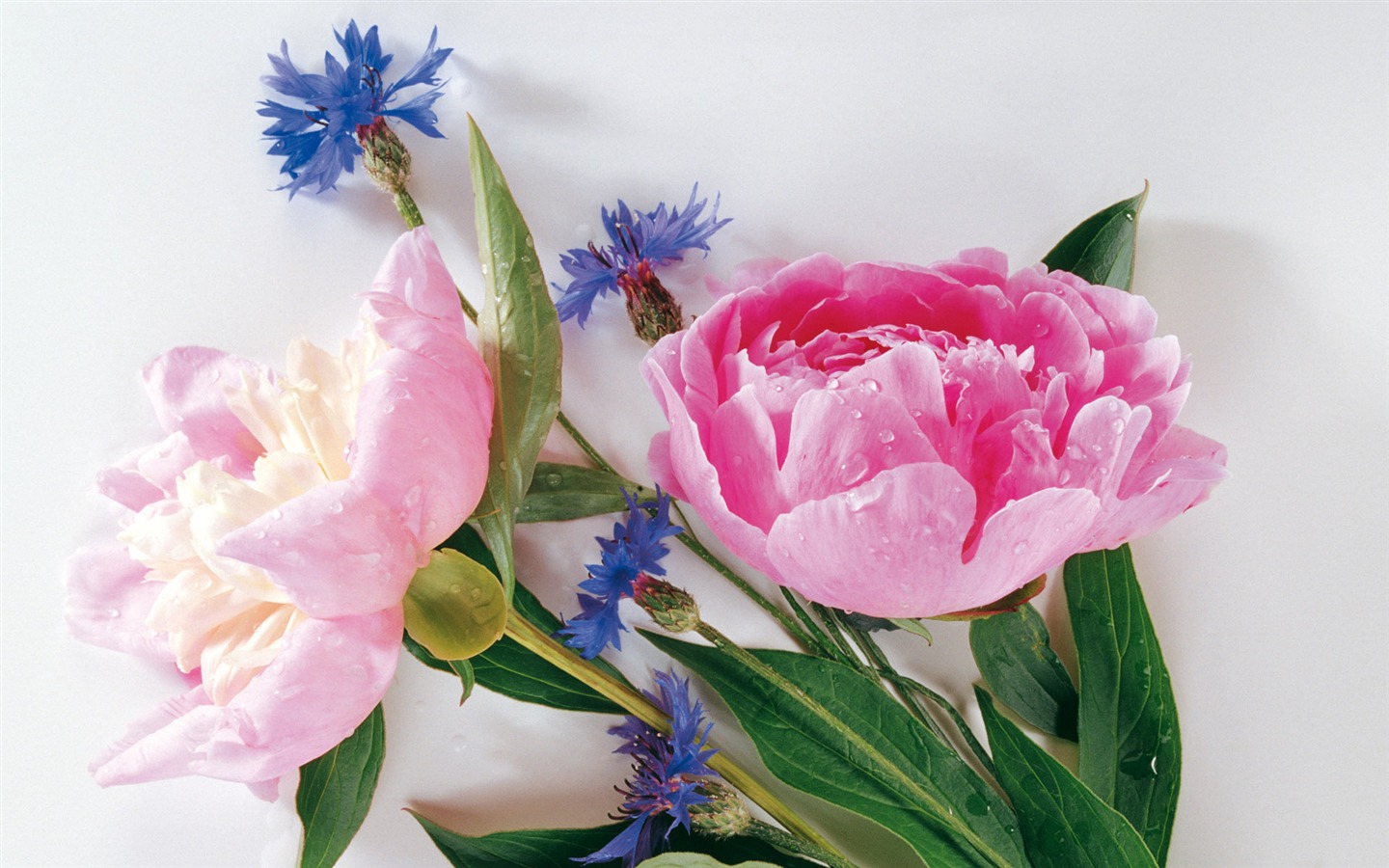 fondos de escritorio de flores con pantalla ancha de cerca (3) #13 - 1440x900