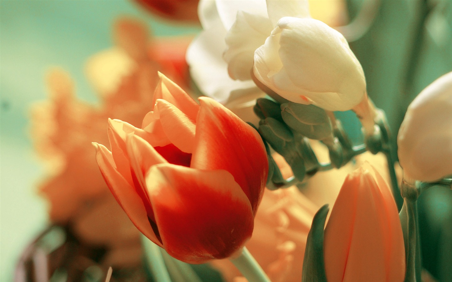 fondos de escritorio de flores con pantalla ancha de cerca (3) #20 - 1440x900