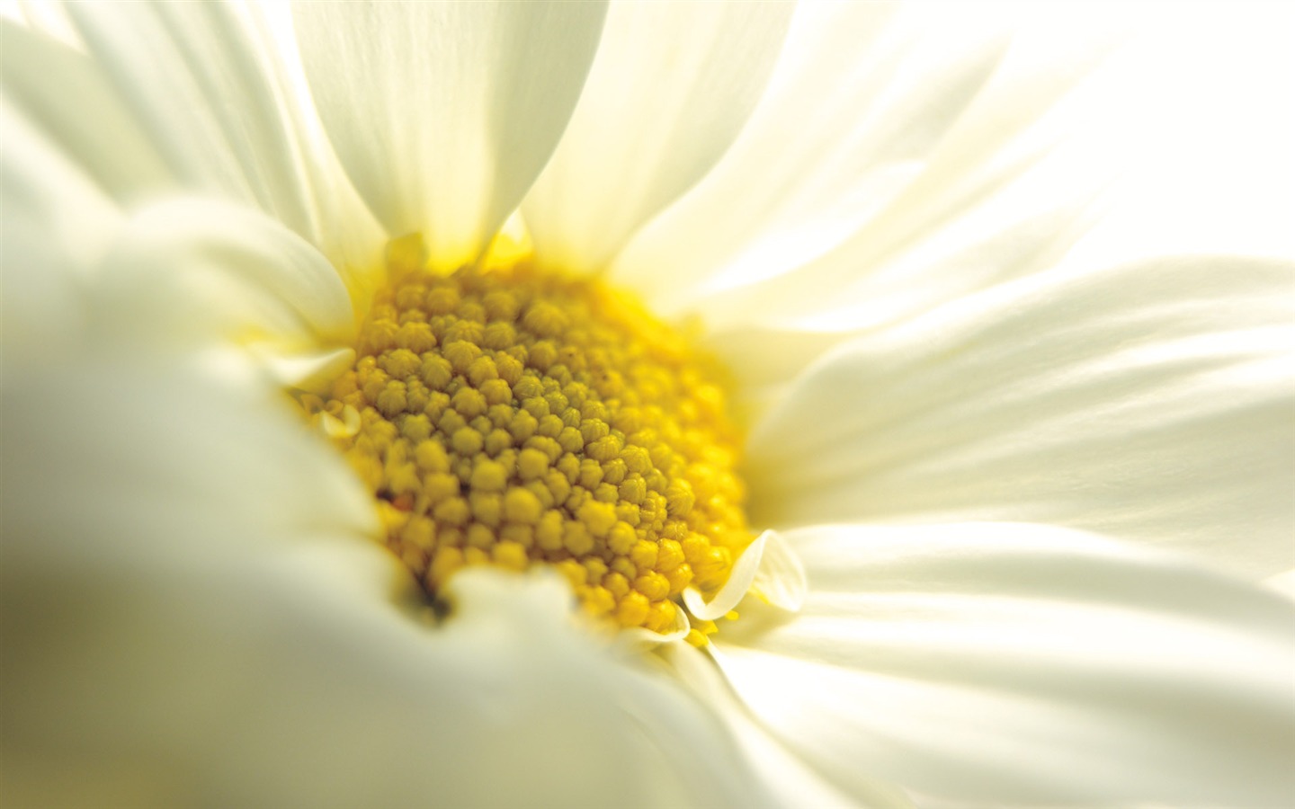 Širokoúhlý tapety květiny close-up (4) #17 - 1440x900