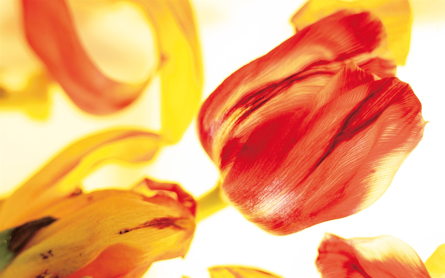 Widescreen-Wallpaper Blumen close-up (4) #19 - 1440x900