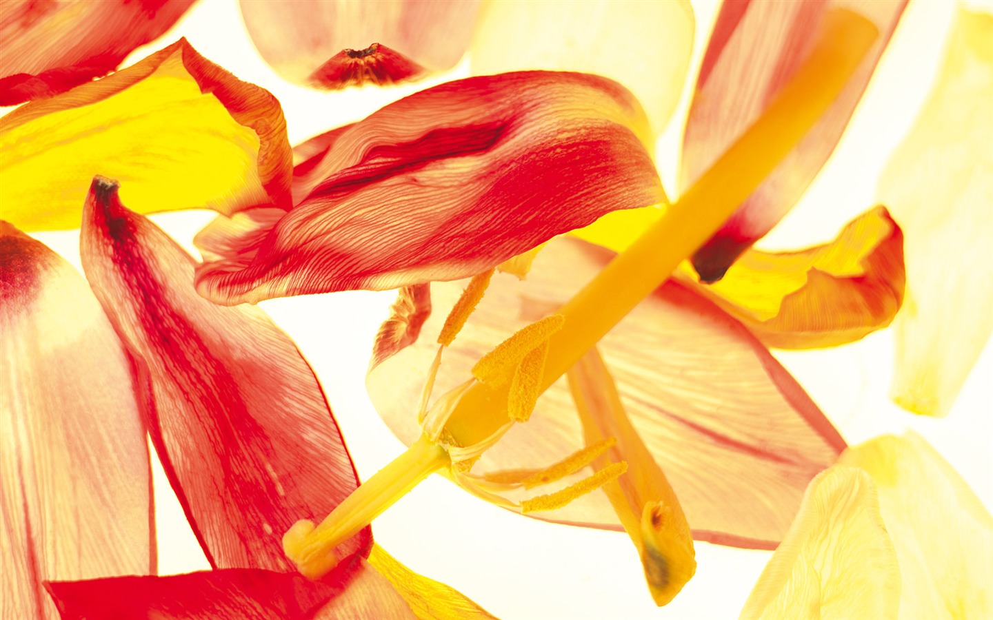 fleurs fond d'écran Widescreen close-up (5) #1 - 1440x900