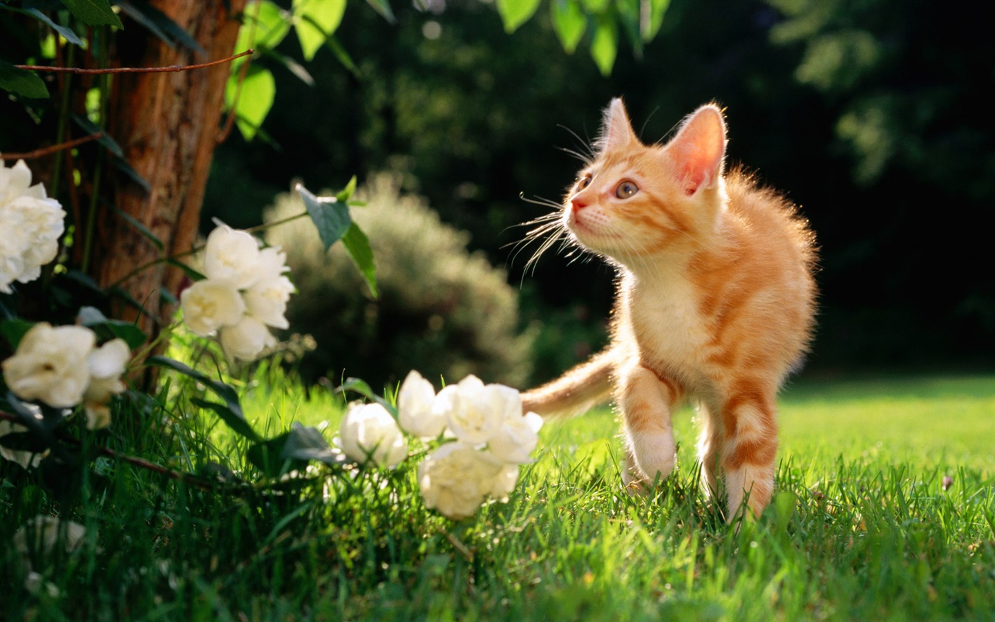 1920 Cat Photo Wallpaper (1) #3 - 1440x900