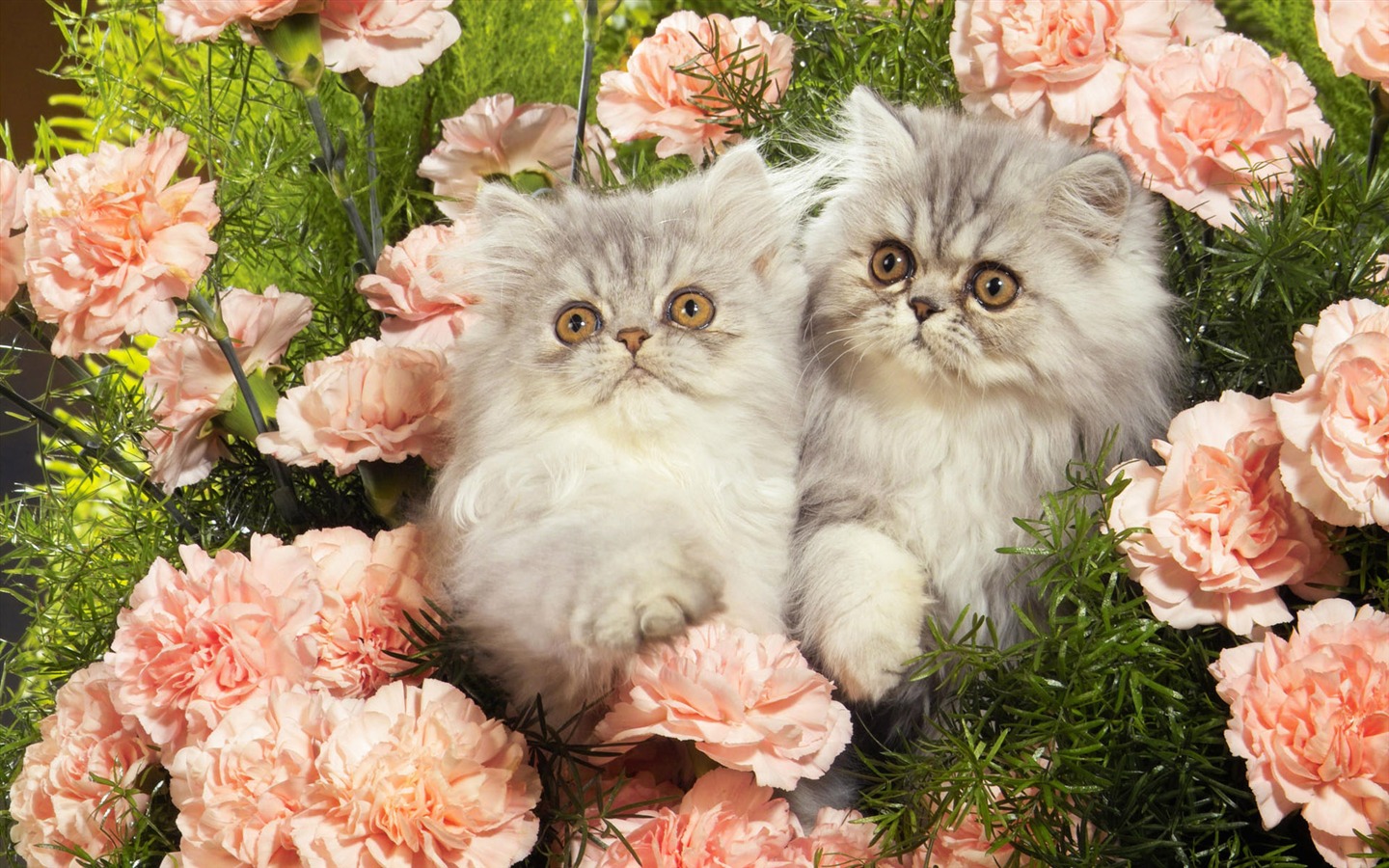 1920 Cat Photo Wallpaper (4) #5 - 1440x900