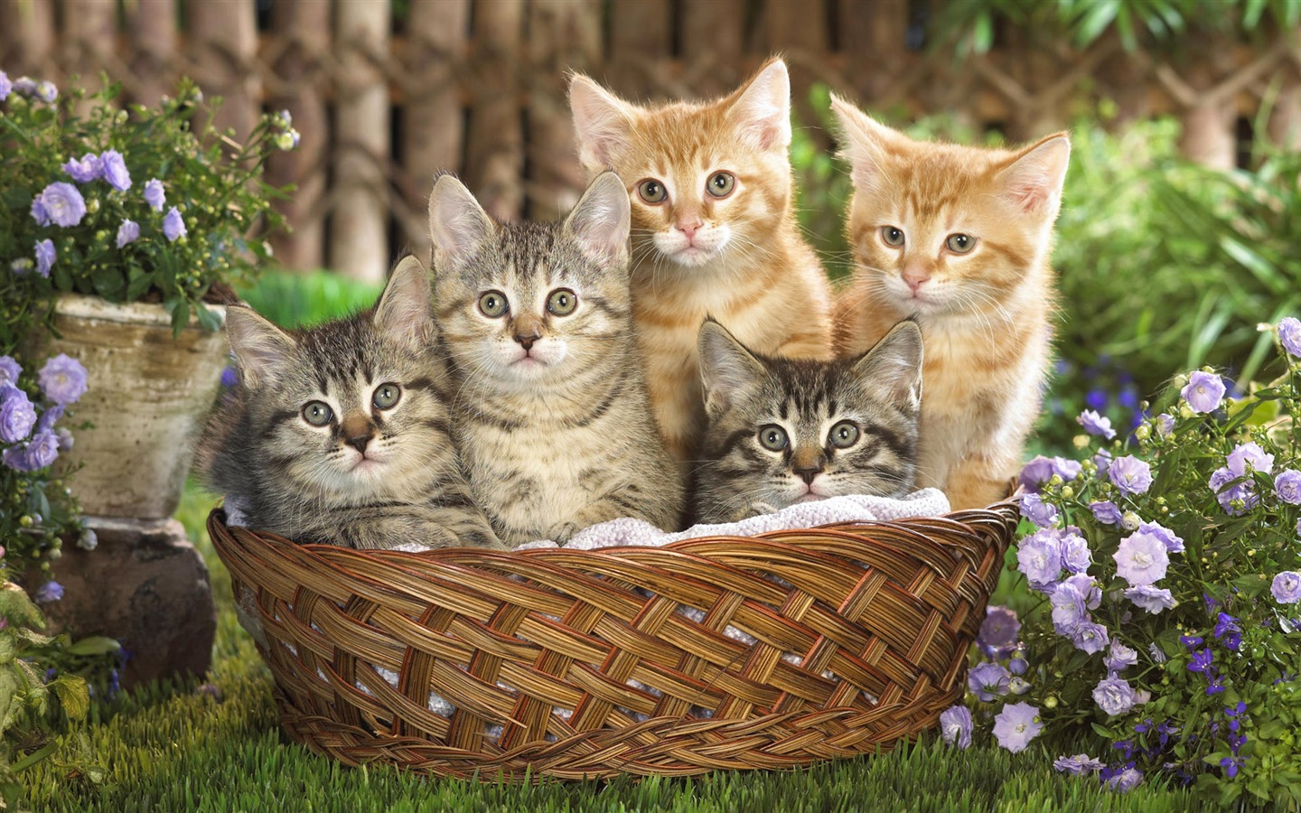 1920 Cat Photo Wallpaper (4) #20 - 1440x900