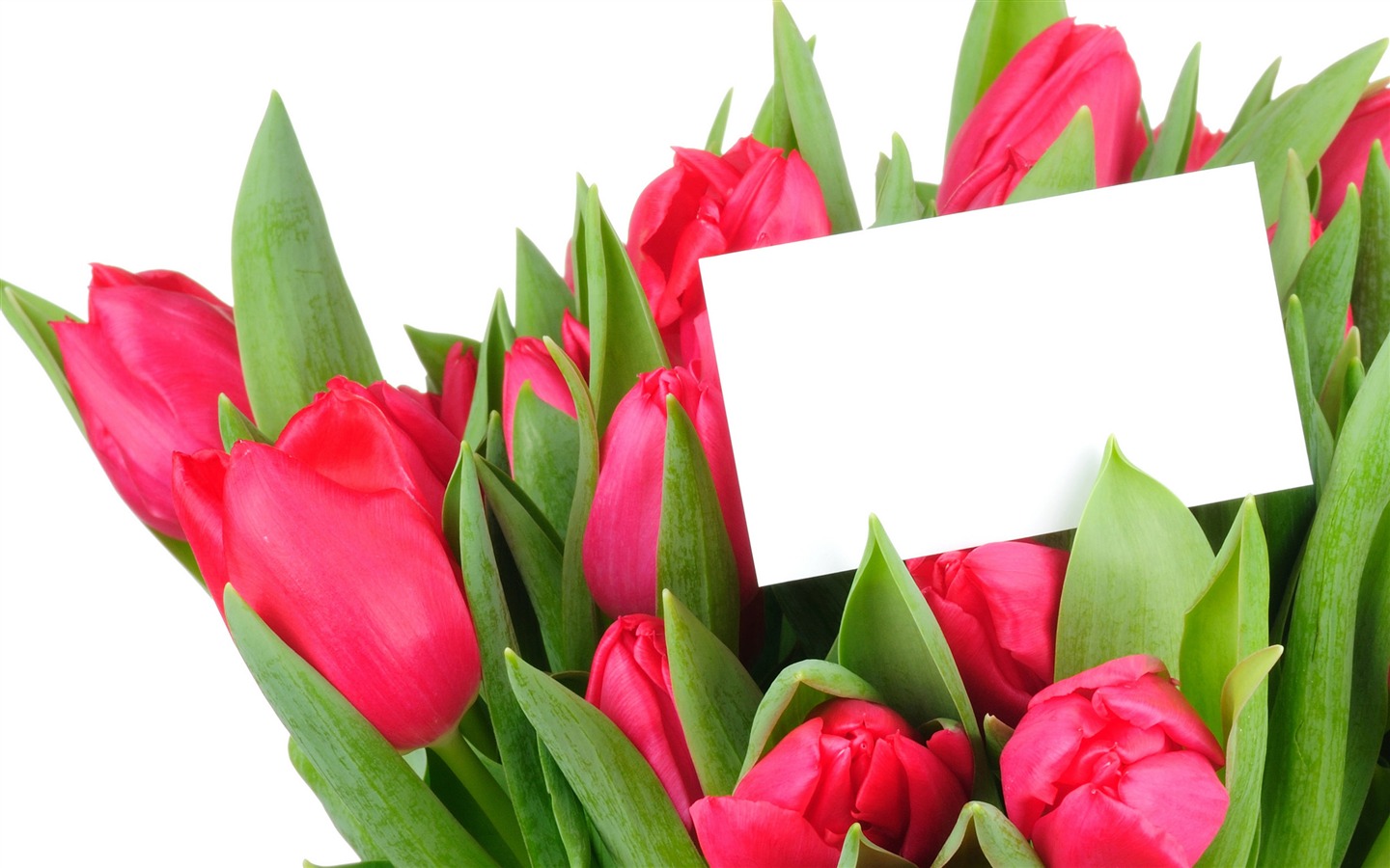 Velký tulipán tapetu (3) #3 - 1440x900