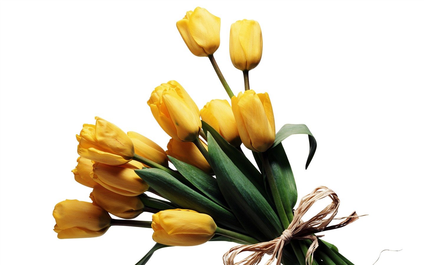Fond d'écran Tulip Grand (3) #10 - 1440x900