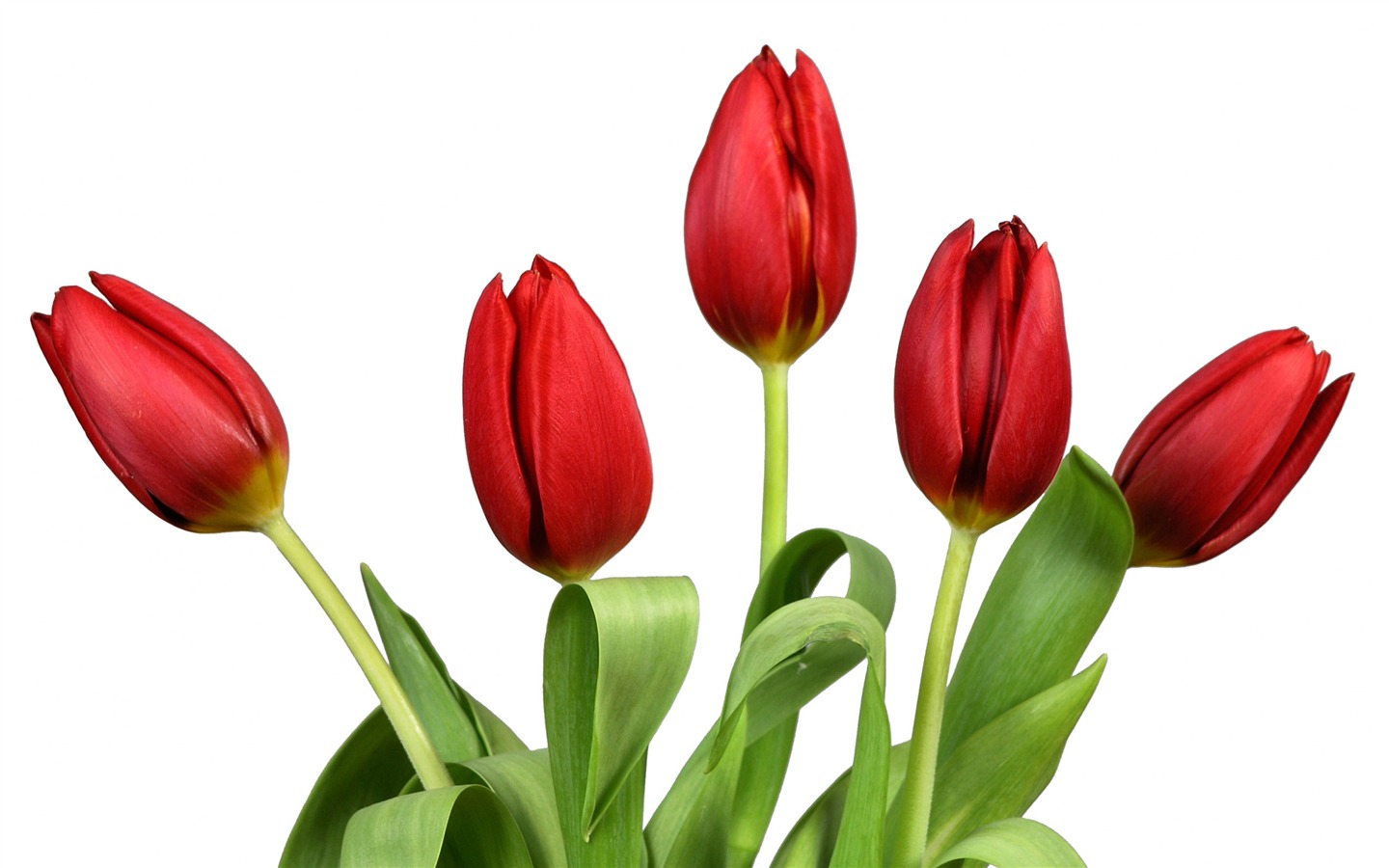 Velký tulipán tapetu (3) #11 - 1440x900