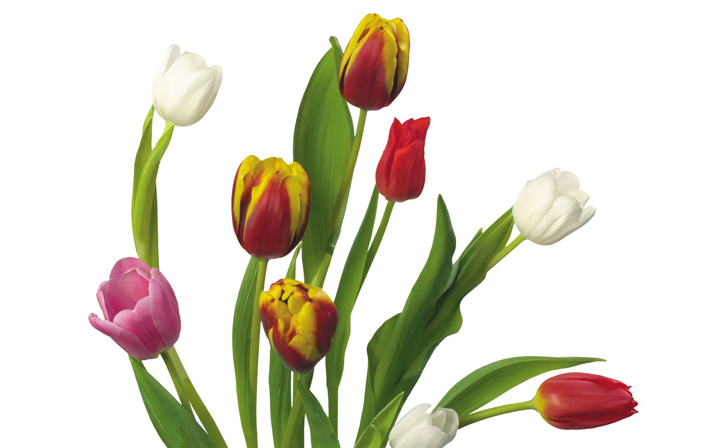 Velký tulipán tapetu (3) #12 - 1440x900