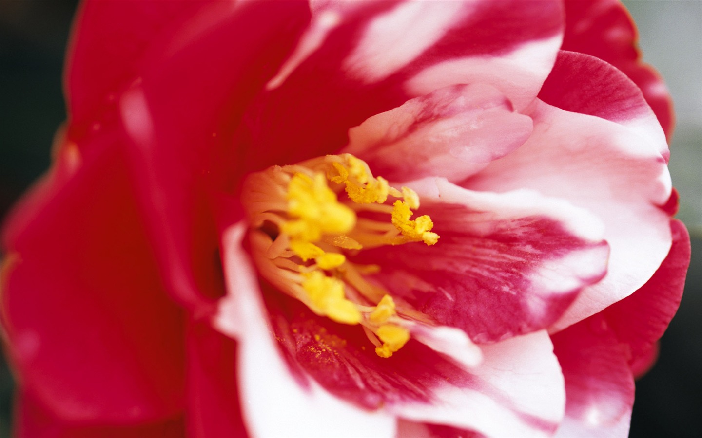 fleurs fond d'écran Widescreen close-up (7) #13 - 1440x900