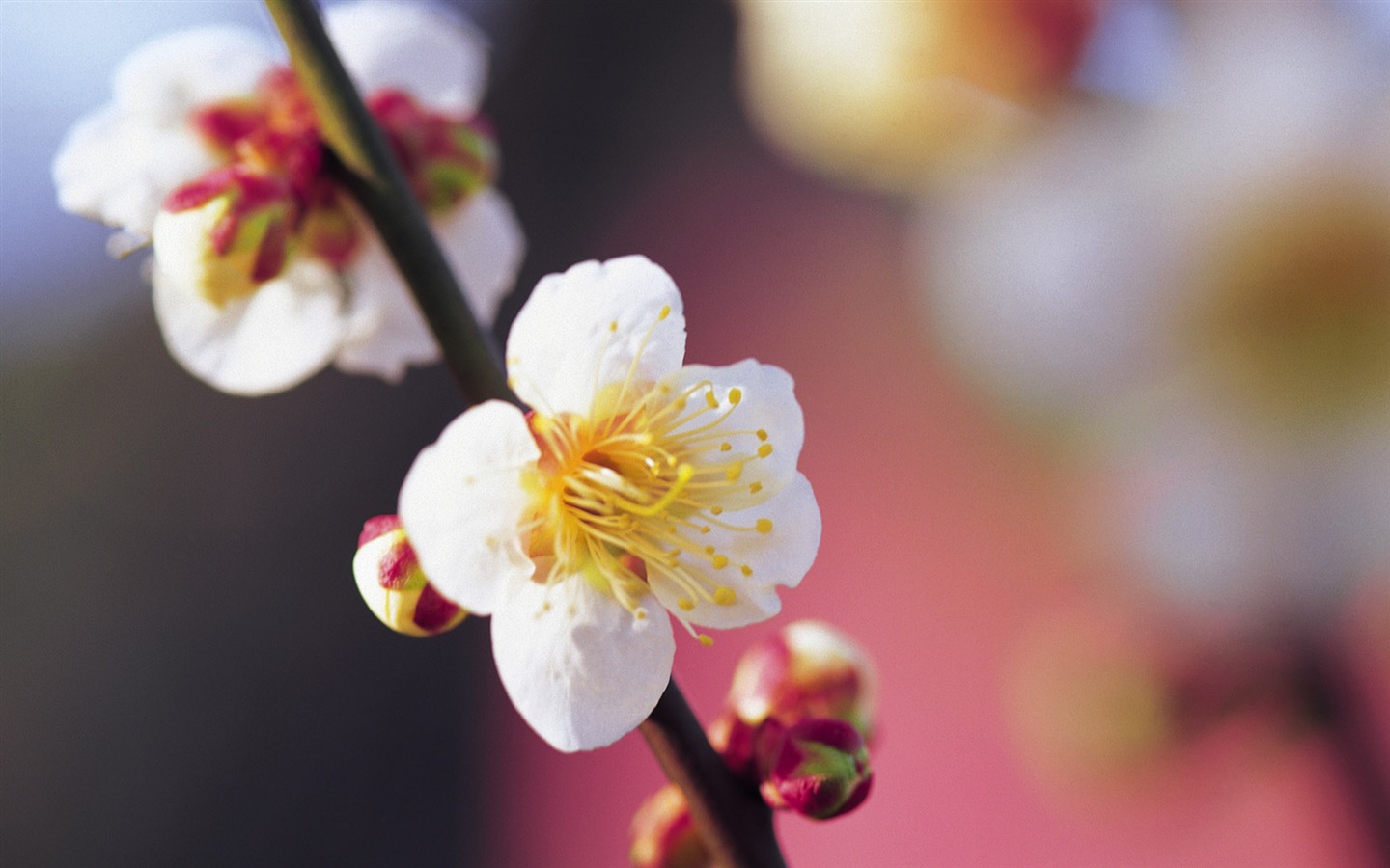 宽屏鲜花特写 壁纸(七)17 - 1440x900