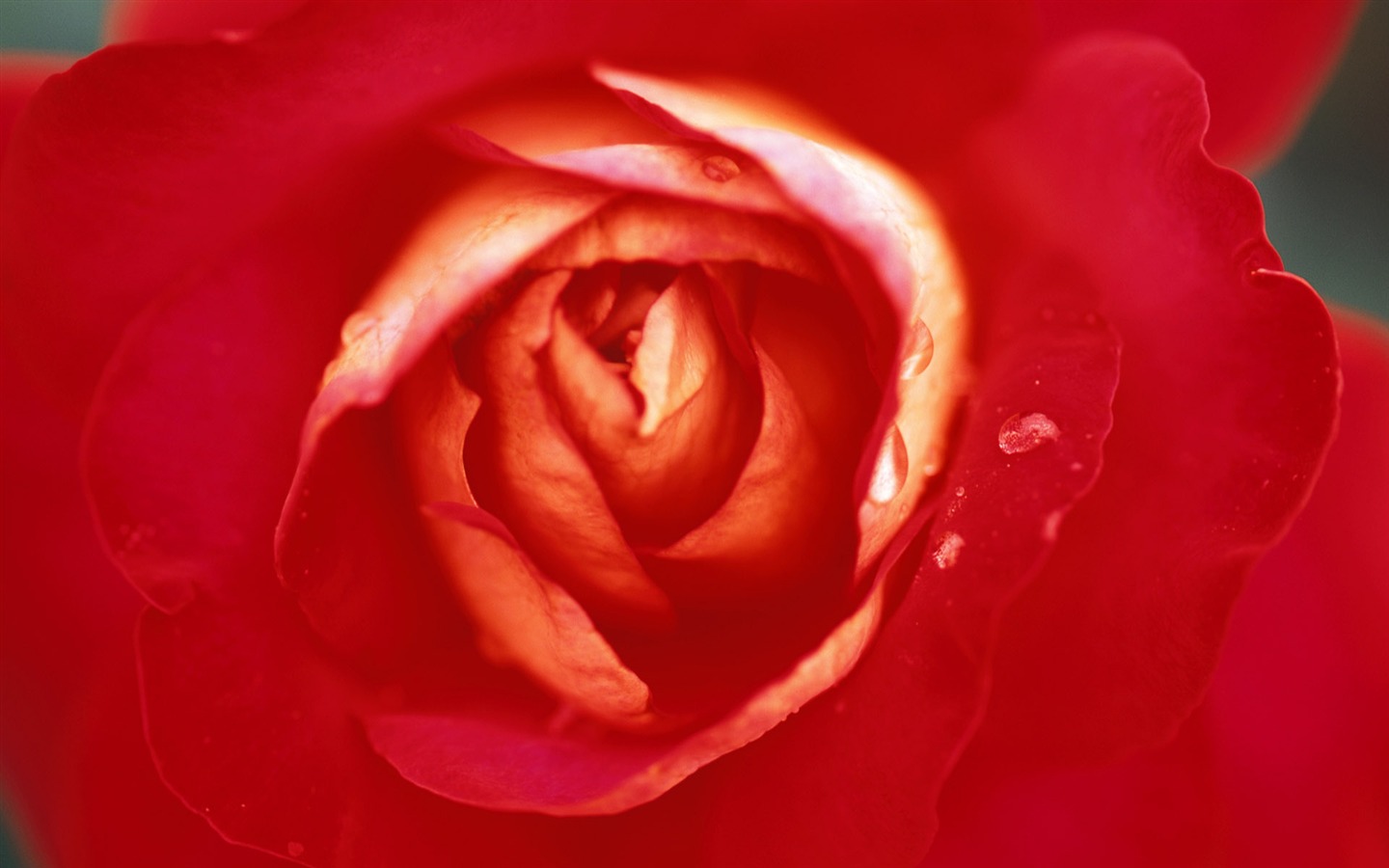 fleurs fond d'écran Widescreen close-up (8) #3 - 1440x900