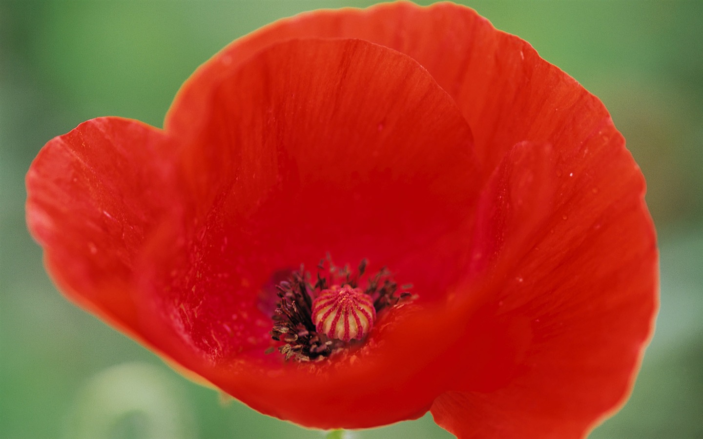 fleurs fond d'écran Widescreen close-up (8) #6 - 1440x900