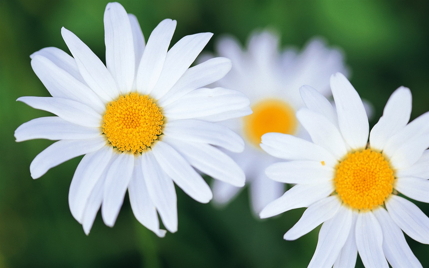 fleurs fond d'écran Widescreen close-up (8) #10 - 1440x900