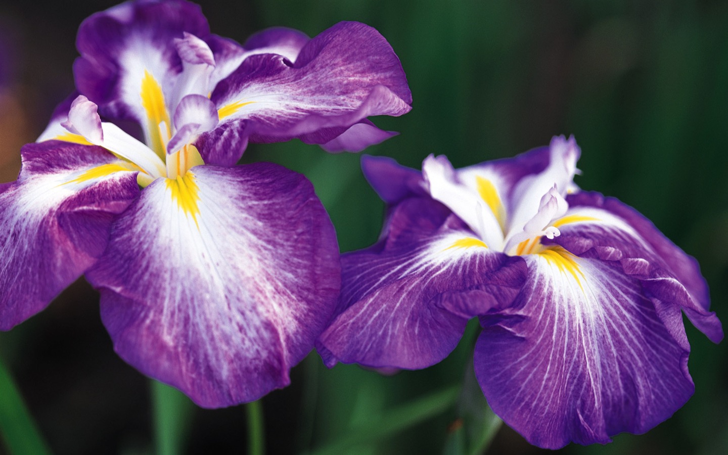 fleurs fond d'écran Widescreen close-up (8) #14 - 1440x900