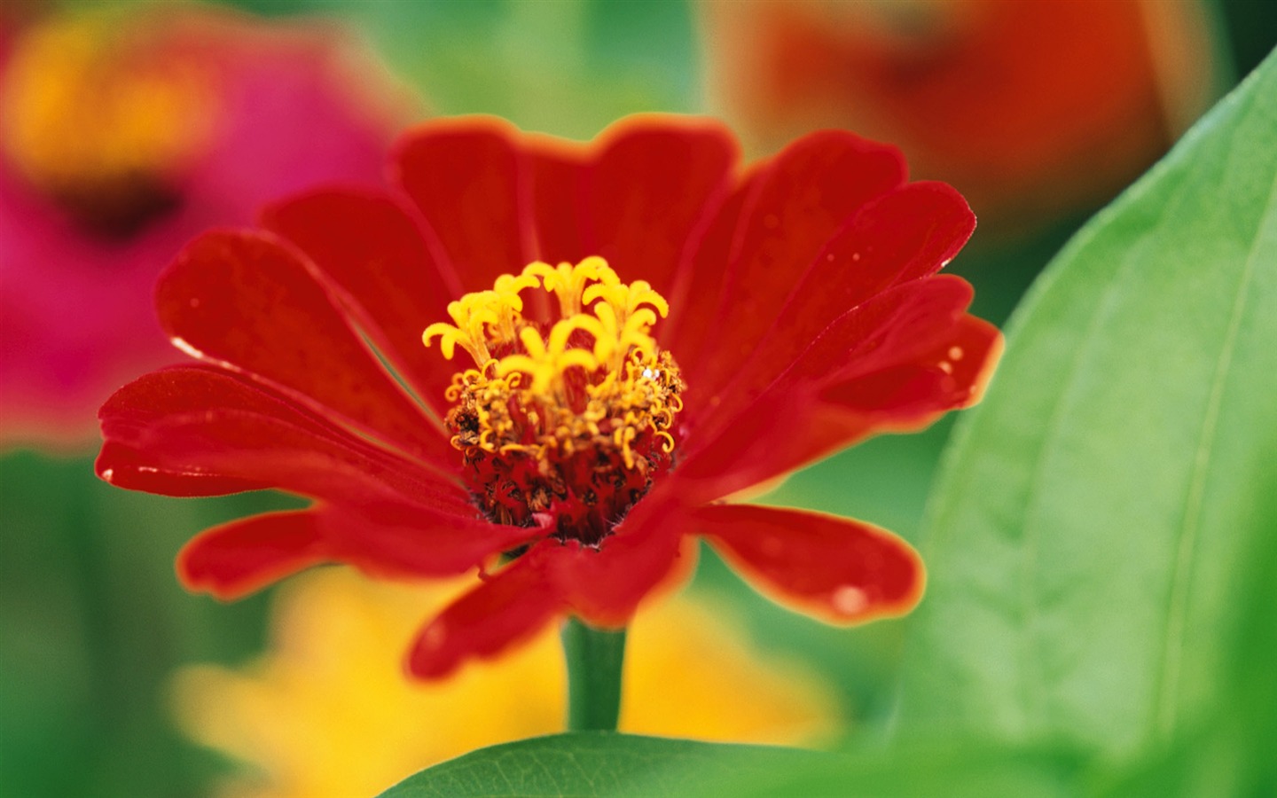 fleurs fond d'écran Widescreen close-up (8) #16 - 1440x900