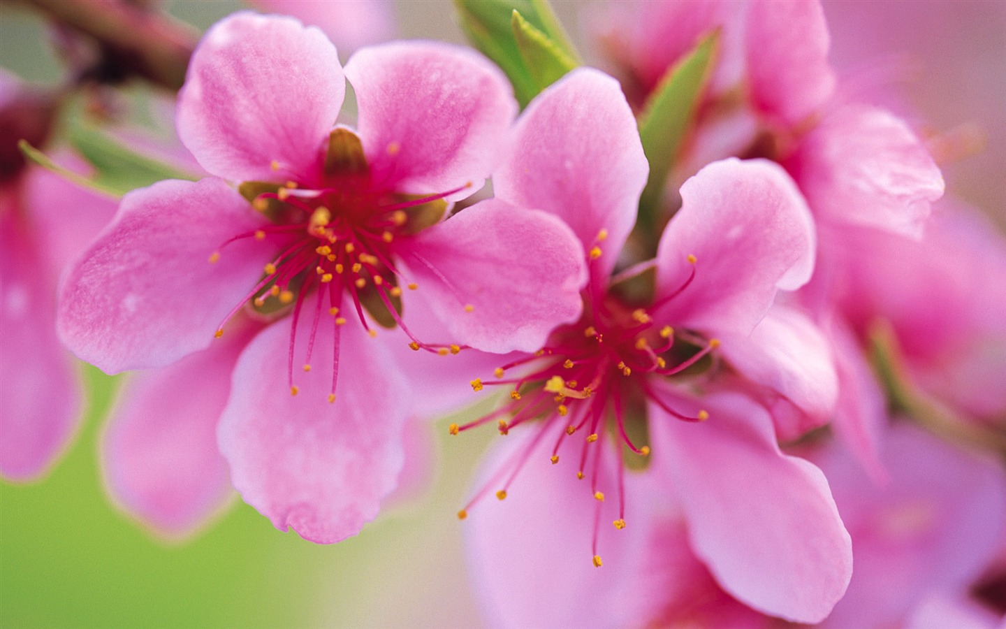 fleurs fond d'écran Widescreen close-up (9) #4 - 1440x900