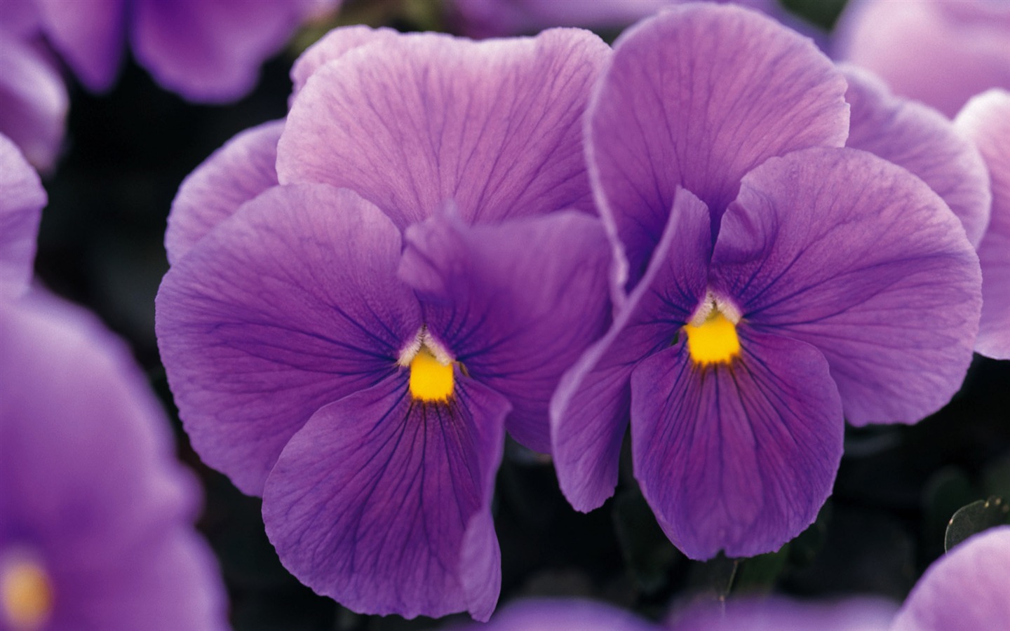 fleurs fond d'écran Widescreen close-up (9) #10 - 1440x900