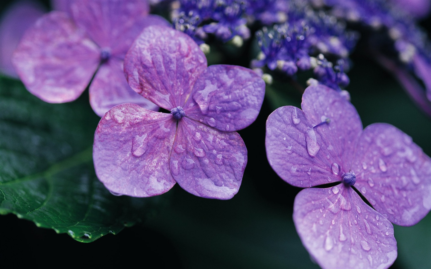fleurs fond d'écran Widescreen close-up (10) #9 - 1440x900