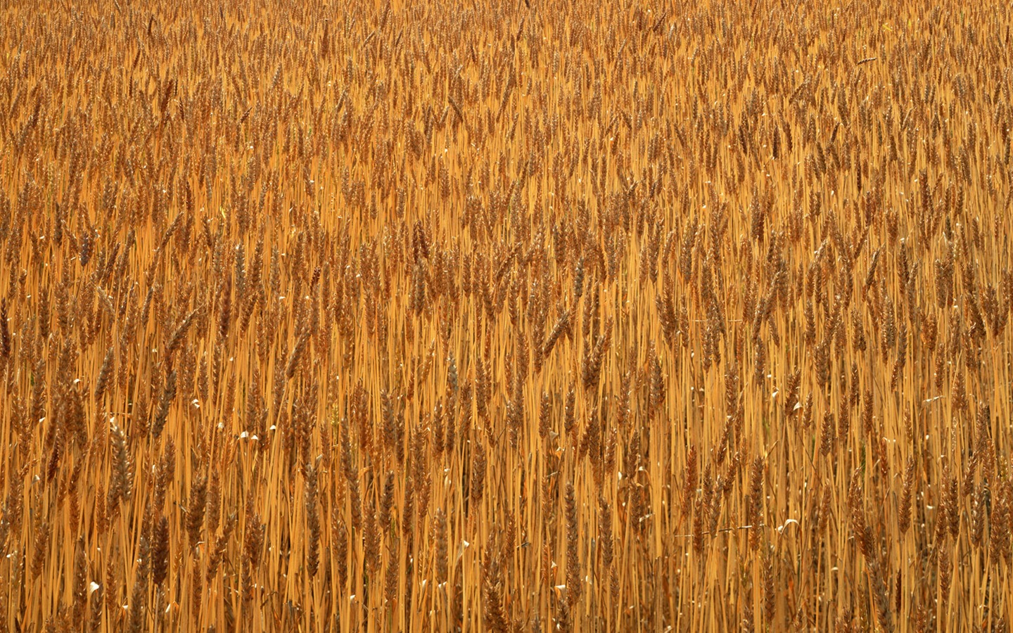 Field Fototapete #6 - 1440x900