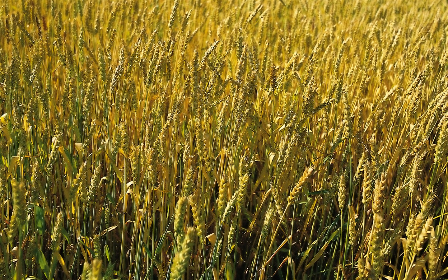 Tao Heung Shakes the Barley Bildschirmhintergründen #15 - 1440x900