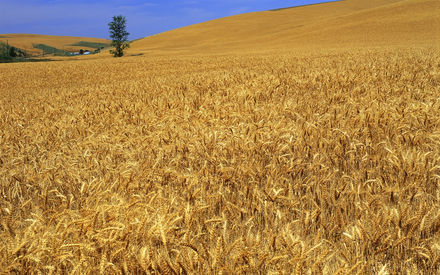 Tao Heung Shakes the Barley Bildschirmhintergründen #17 - 1440x900