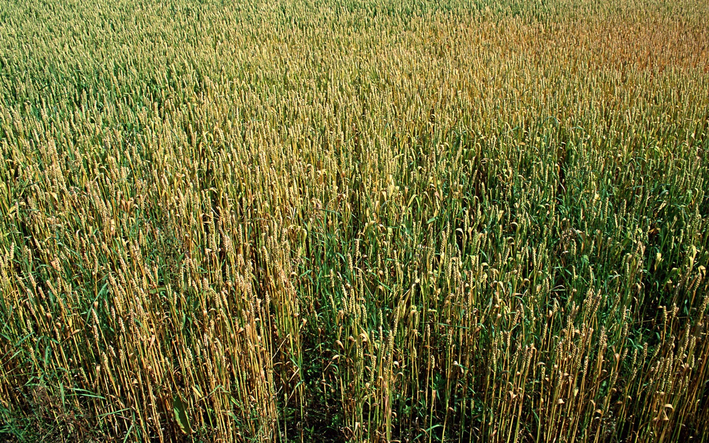 Tao Heung Shakes the Barley écran Fond d'écran #19 - 1440x900