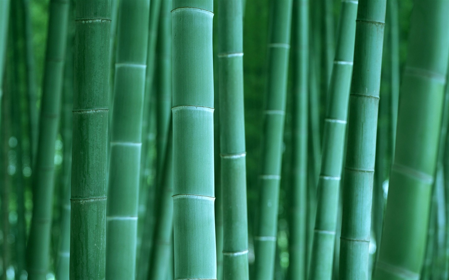 Verde álbumes fondo de pantalla de bambú #2 - 1440x900