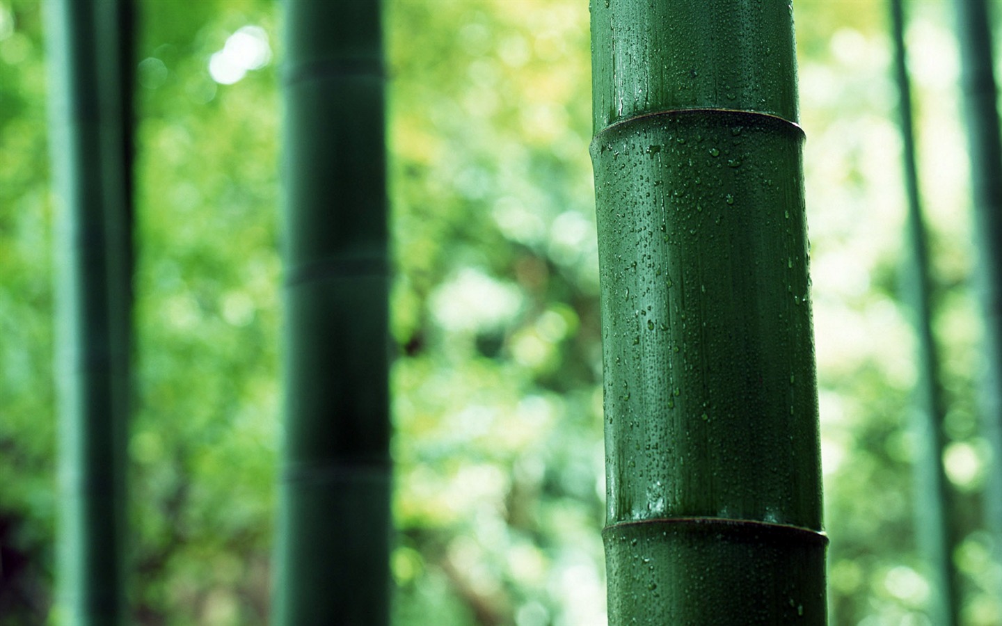 Fond d'écran de bambou vert albums #4 - 1440x900