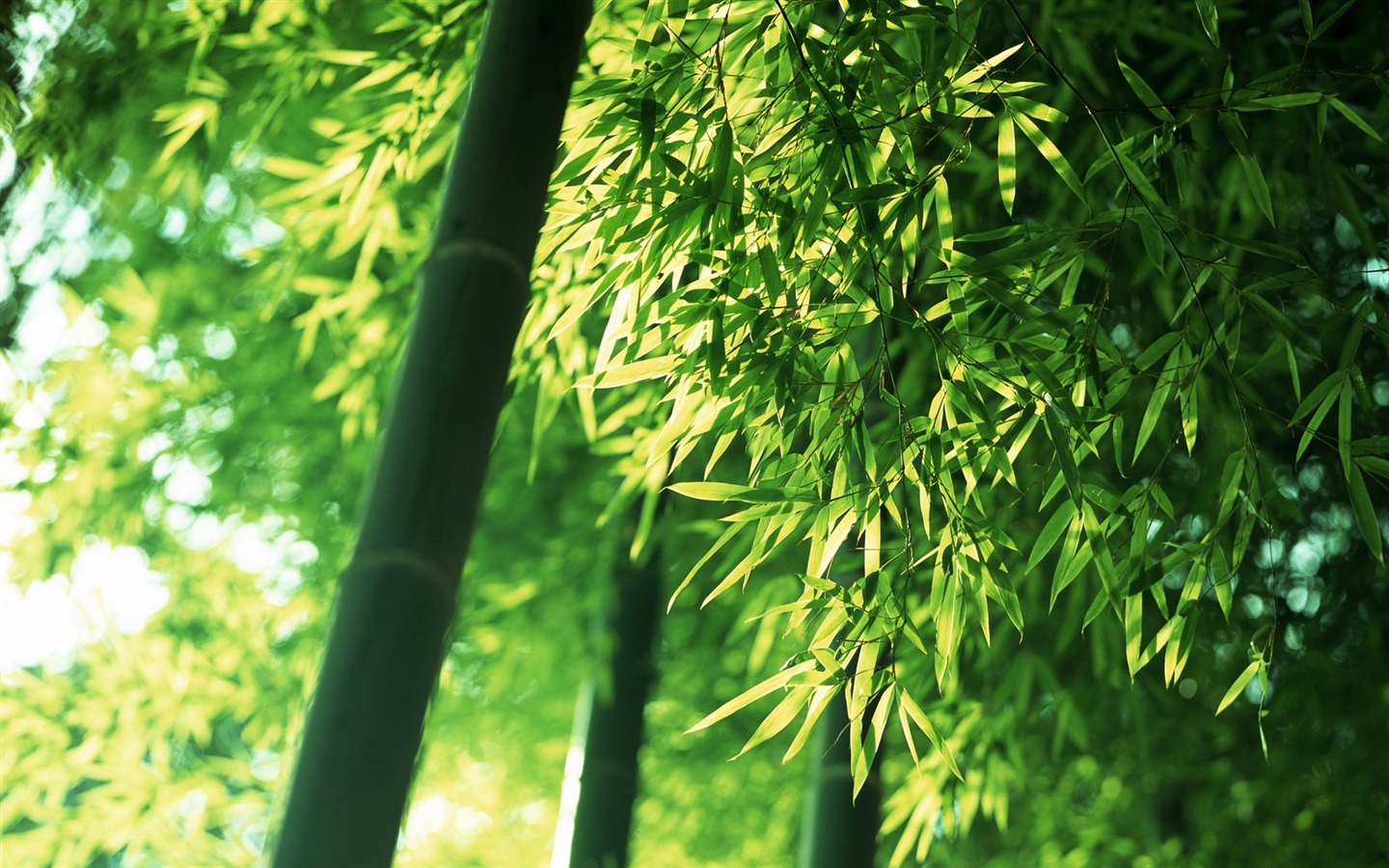 Verde álbumes fondo de pantalla de bambú #5 - 1440x900