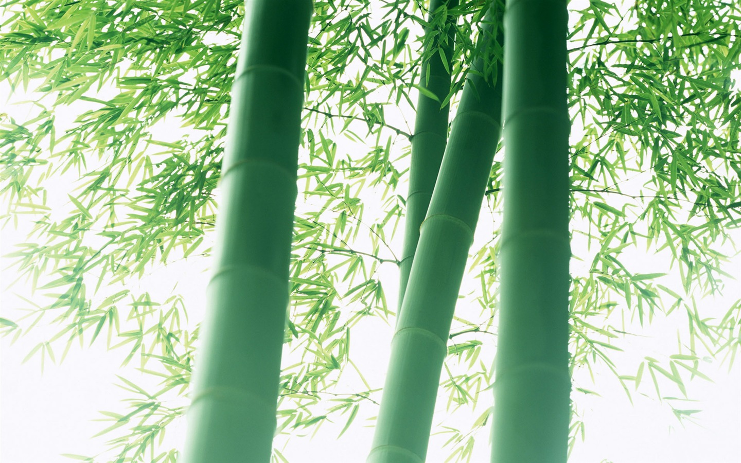 Verde álbumes fondo de pantalla de bambú #7 - 1440x900