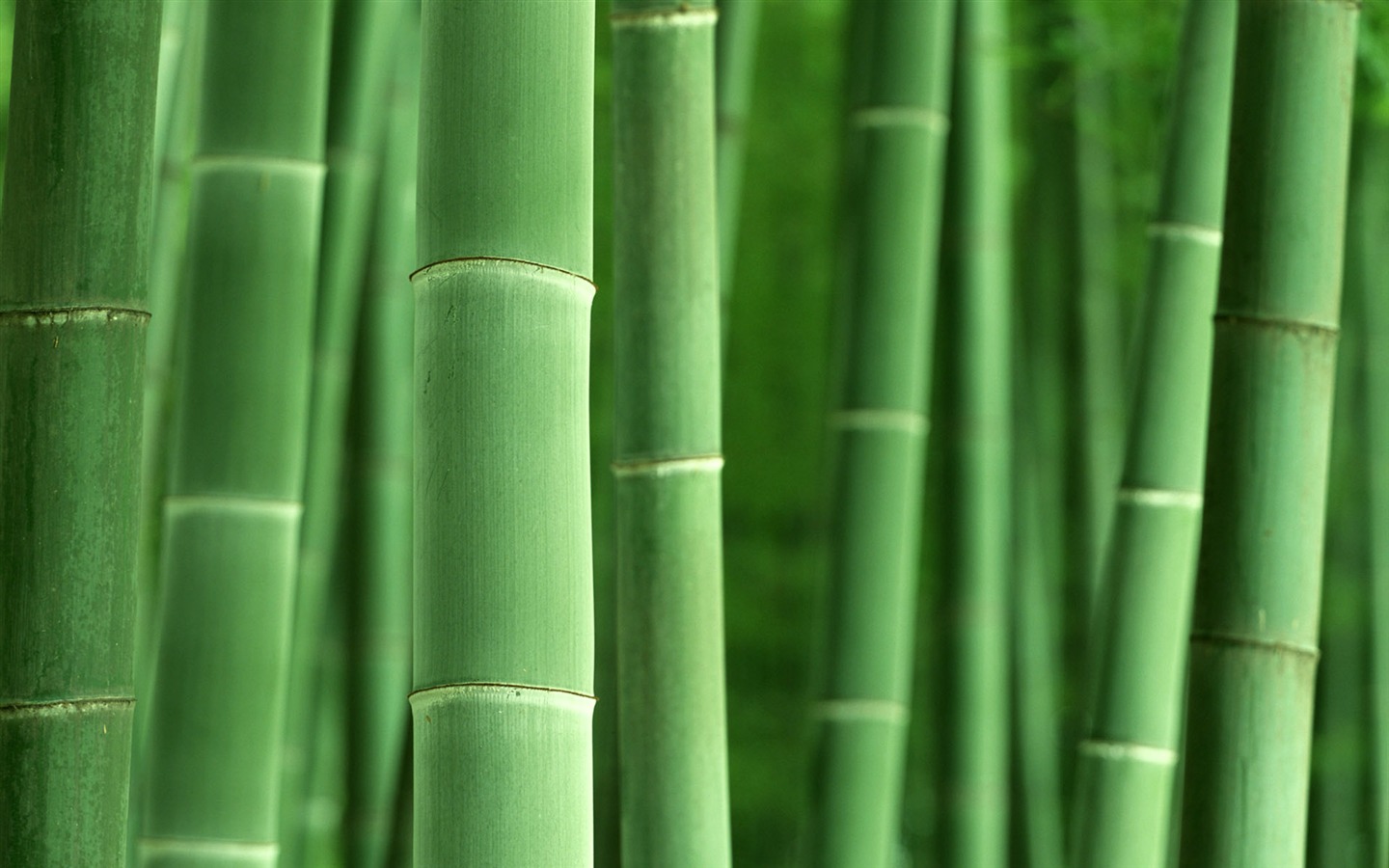 Verde álbumes fondo de pantalla de bambú #8 - 1440x900