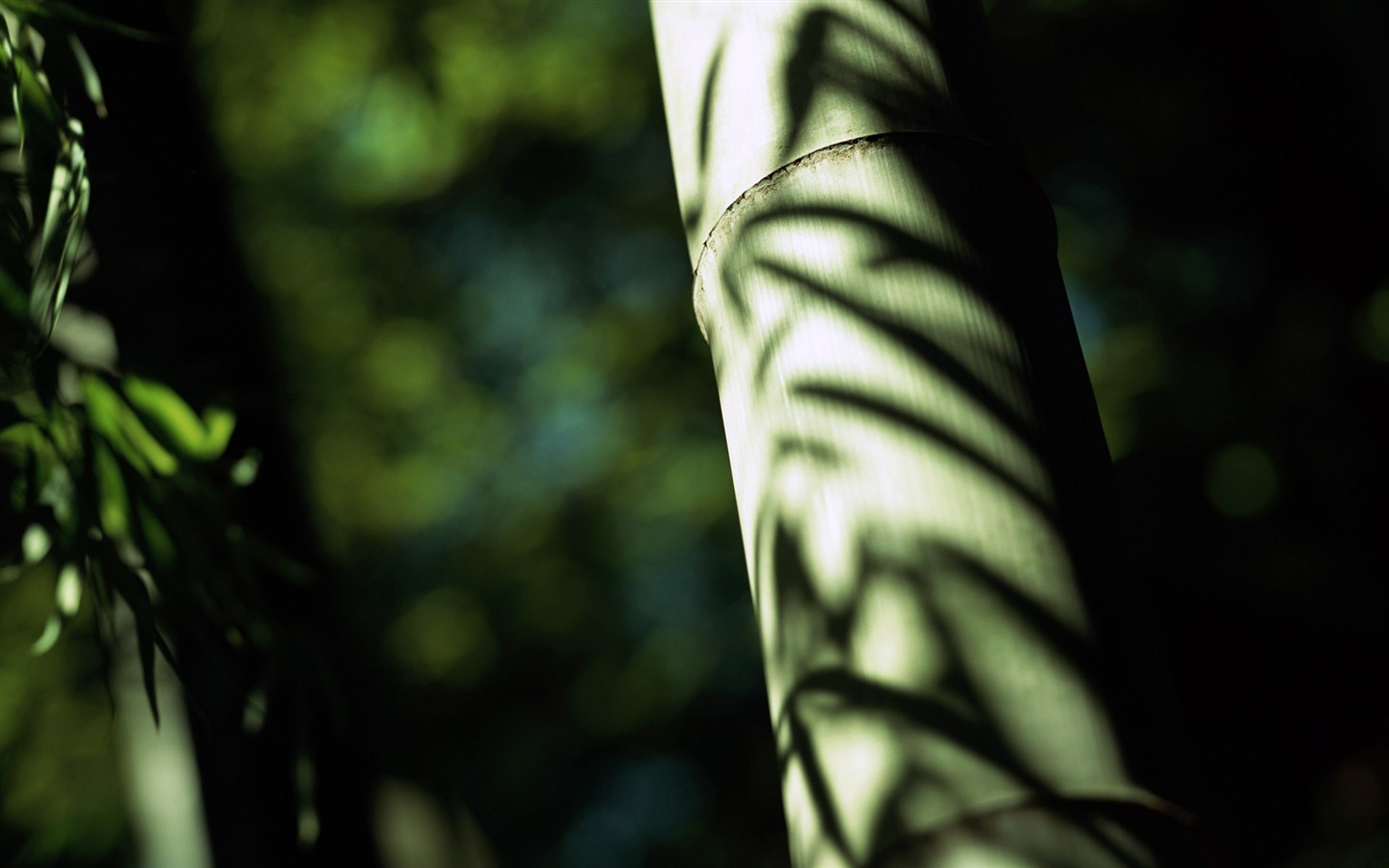 Verde álbumes fondo de pantalla de bambú #10 - 1440x900