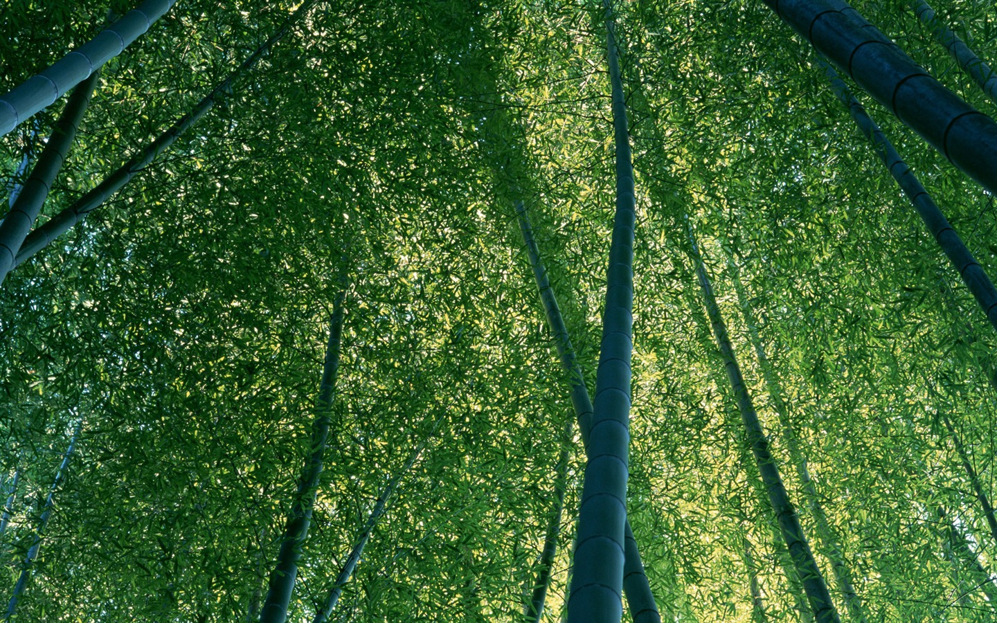 Verde álbumes fondo de pantalla de bambú #11 - 1440x900