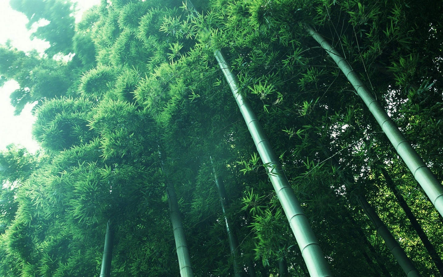 Verde álbumes fondo de pantalla de bambú #13 - 1440x900